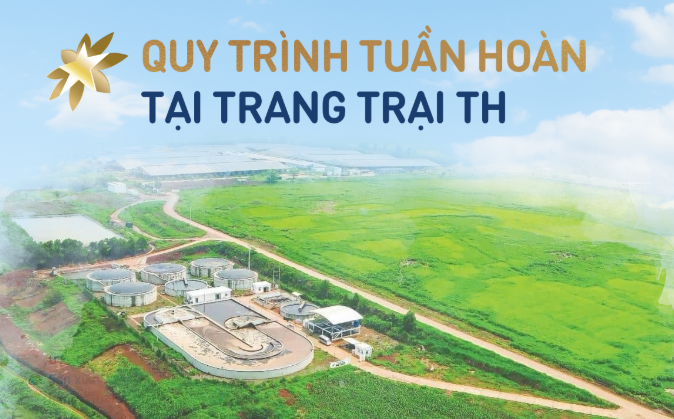 Tuần hoàn 'biến chất thải thành vàng' tại cụm trang trại bò sữa quy mô hàng đầu thế giới